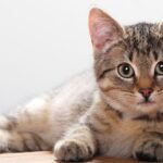 علاج طاعون القطط وطرق الوقاية منه